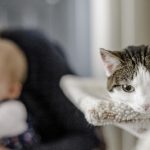 Новородено бебе и домашен любимец