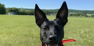 Homemade Treats and Yum Yum For Dogs